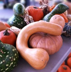 Kanada eğriboyun kışlık kabak tohumu winter squash