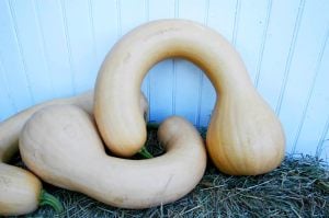 Kanada eğriboyun kışlık kabak tohumu winter squash