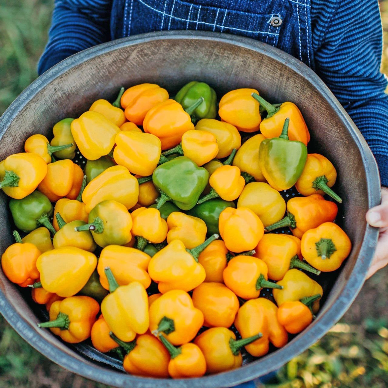 Sarı mini dolmalık biber tohumu sweet mini bell yellow pepper