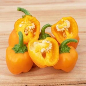Sarı mini dolmalık biber tohumu sweet mini bell yellow pepper