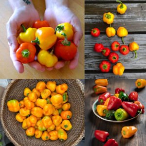 Sarı mini dolmalık biber tohumu sweet mini bell yellow pepper