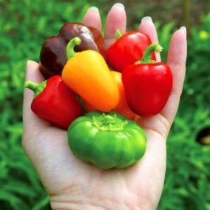 Sarı mini dolmalık biber tohumu sweet mini bell yellow pepper
