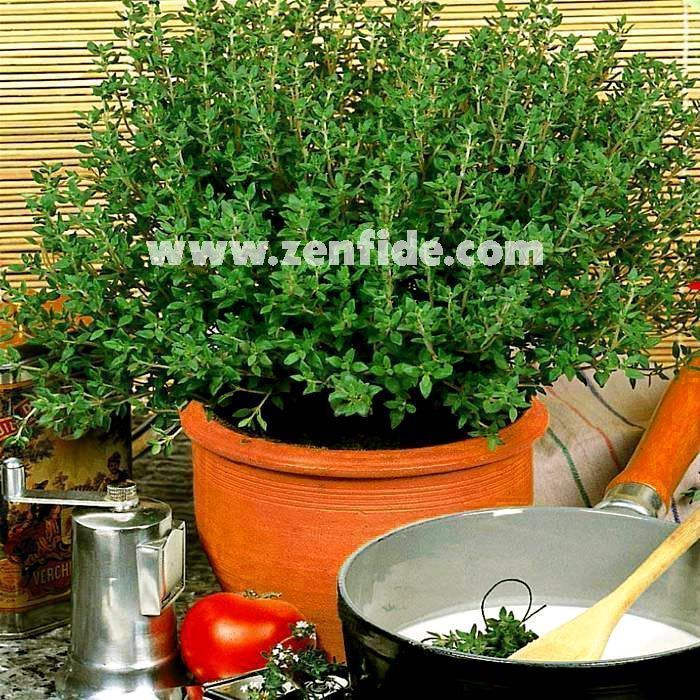 İngiliz kekik fidesi kışlık english winter thyme 3  fide