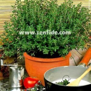 İngiliz kekik fidesi kışlık english winter thyme 3  fide