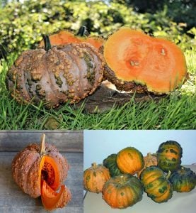 Musquee de Maroc balkabağı tohumu winter squash
