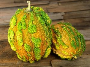 Musquee de Maroc balkabağı tohumu winter squash