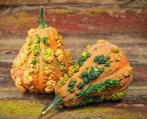 Musquee de Maroc balkabağı tohumu winter squash