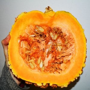 Musquee de Maroc balkabağı tohumu winter squash