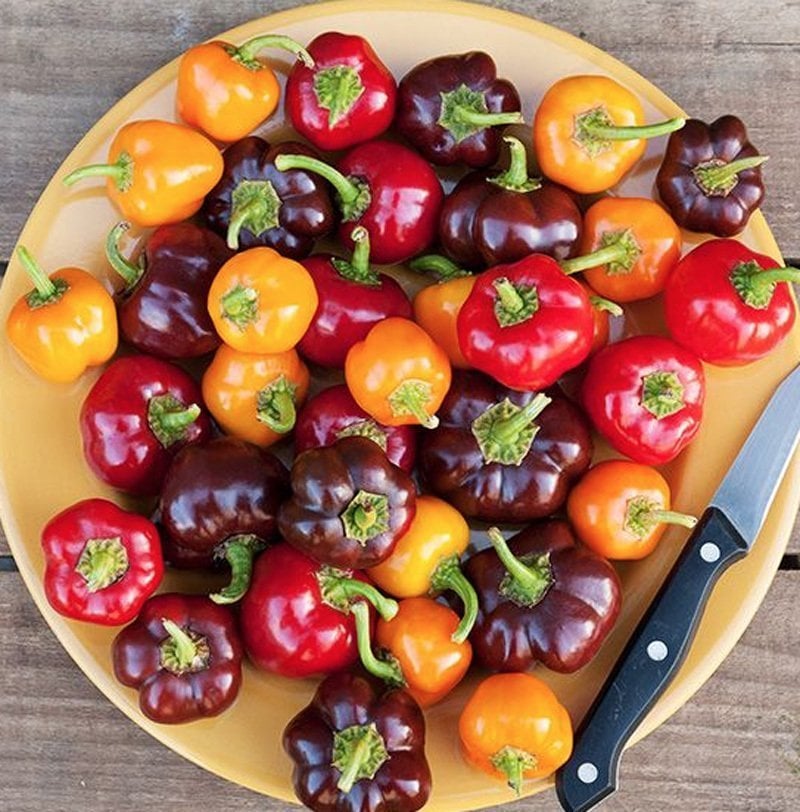 Mini dolmalık biber tohumu 3 renk karışım mini bell pepper mix
