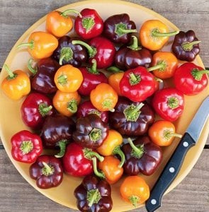 Mini dolmalık biber tohumu 3 renk karışım mini bell pepper mix