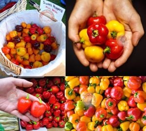 Mini dolmalık biber tohumu 3 renk karışım mini bell pepper mix