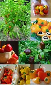 Mini dolmalık biber tohumu 3 renk karışım mini bell pepper mix