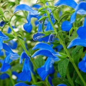 Bodur patio salvia patens fidesi süs adaçayı deep blue