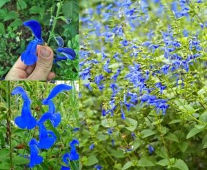 Bodur patio salvia patens fidesi süs adaçayı deep blue