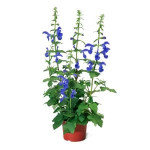 Bodur patio salvia patens fidesi süs adaçayı deep blue