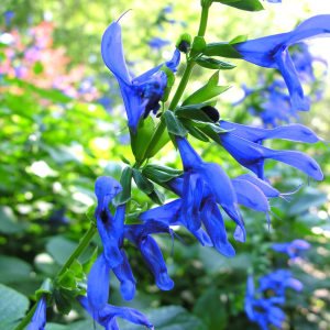 Bodur patio salvia patens fidesi süs adaçayı deep blue