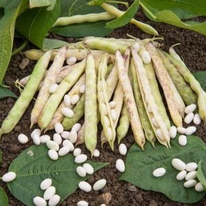 Haricot de Paimpol oturak fasulye tohumu cocaigne bush dry bean