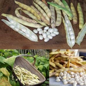 Haricot de Paimpol oturak fasulye tohumu cocaigne bush dry bean
