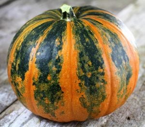 Kakai kabuksuz kabak çekirdeği kabağı tohumu Stryian pumpkin