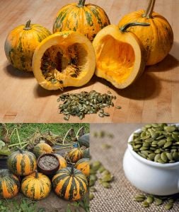 Kakai kabuksuz kabak çekirdeği kabağı tohumu Stryian pumpkin