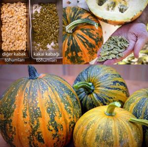 Kakai kabuksuz kabak çekirdeği kabağı tohumu Stryian pumpkin