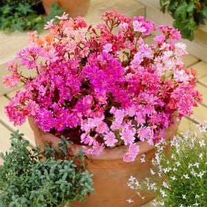 Lewisia cotyledon tohumu Sunset gün batımı serisi hibrit tohum