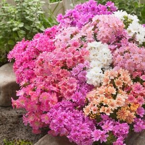 Lewisia cotyledon tohumu Sunset gün batımı serisi hibrit tohum