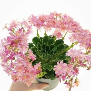 Lewisia cotyledon tohumu Sunset gün batımı serisi hibrit tohum