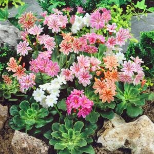 Lewisia cotyledon tohumu Sunset gün batımı serisi hibrit tohum