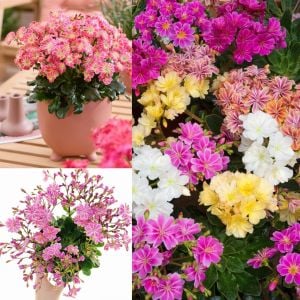 Lewisia cotyledon tohumu Sunset gün batımı serisi hibrit tohum