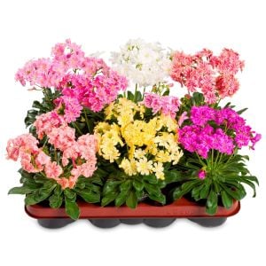 Lewisia cotyledon tohumu Sunset gün batımı serisi hibrit tohum