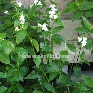 Yeşil telgraf çiçeği fidesi tradescantia fluminensis wondering jew