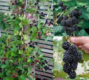 Dikensiz kara böğürtlen fidanı ithal rubus thornfree