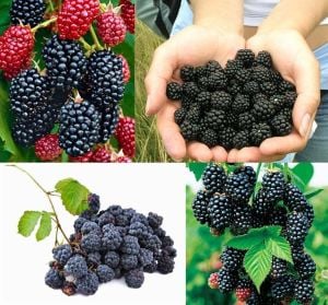 Dikensiz kara böğürtlen fidanı ithal rubus thornfree