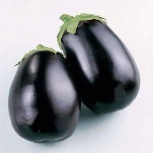 Black beauty siyah topan patlıcan tohumu atalık