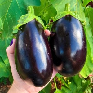 Black beauty siyah topan patlıcan tohumu atalık