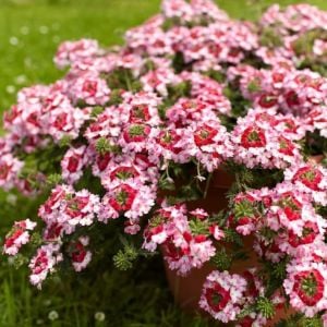 Cherry wing sarkan yer minesi çiçeği fidesi verbena