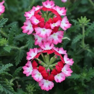 Cherry wing sarkan yer minesi çiçeği fidesi verbena