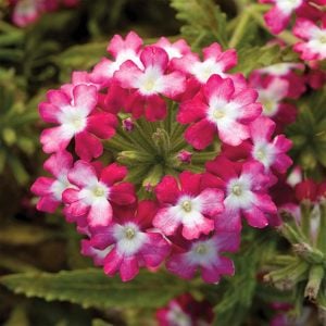 Cherry wing sarkan yer minesi çiçeği fidesi verbena