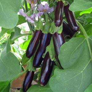 Uzun italyan patlıcan tohumu atalık