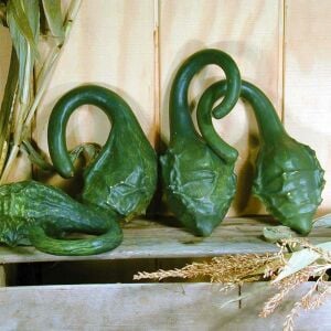 Dinozor sukabağı tohumu caveman's gourd maranka