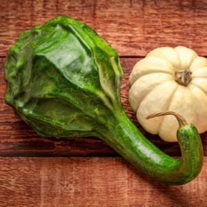 Dinozor sukabağı tohumu caveman's gourd maranka