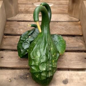Dinozor sukabağı tohumu caveman's gourd maranka