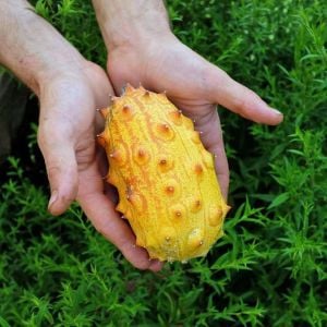 Atalık Kiwano meyvesi tohumu Cucumis metuliferus