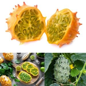 Atalık Kiwano meyvesi tohumu Cucumis metuliferus