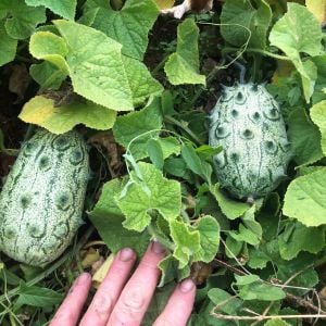Atalık Kiwano meyvesi tohumu Cucumis metuliferus