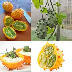 Atalık Kiwano meyvesi tohumu Cucumis metuliferus