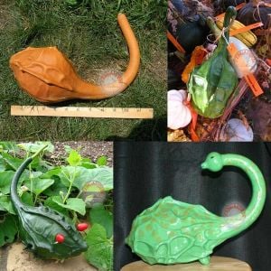Dinozor sukabağı tohumu caveman's gourd maranka