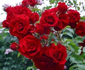 Amadeus kokulu sarmaşık gül fidanı aşılı 3+ yaş