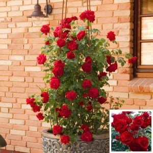 Amadeus kokulu sarmaşık gül fidanı aşılı 3+ yaş